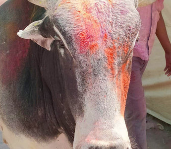 EL FESTIVAL DE LOS COLORES, LA ALEGRÍA Y LOS NUEVOS COMIENZOS